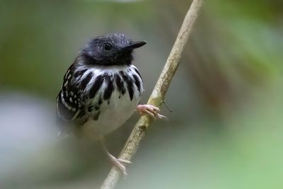 Spot-backed Antbird - Bruinvlekmiervogel - Fourmilier tacheté (m)