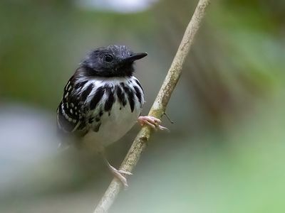 Spot-backed Antbird - Bruinvlekmiervogel - Fourmilier tachet (m)