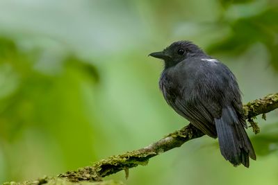Cinereous Antshrike - Temmincks Mierklauwier - Batara cendré