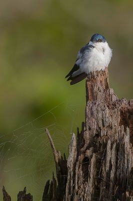 White-winged Swallow - Witbuikzwaluw - Hirondelle à ailes blanches