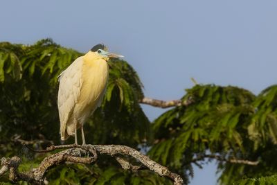 Capped Heron - Kapreiger - Héron coiffé