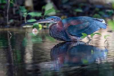 Agami Heron - Agamireiger - Héron agami