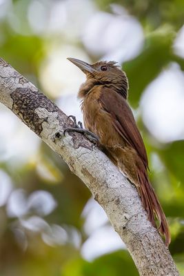 Cinnamon-throated Woodcreeper - Bruinkeelmuisspecht - Grimpar à collier
