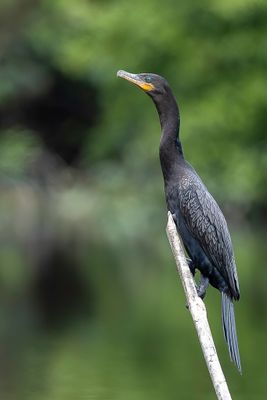 Neotropic Cormorant - Bigua-aalscholver - Cormoran vigua