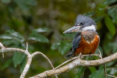 Ringed Kingfisher - Amerikaanse Reuzenijsvogel - Martin-pêcheur à ventre roux (f)