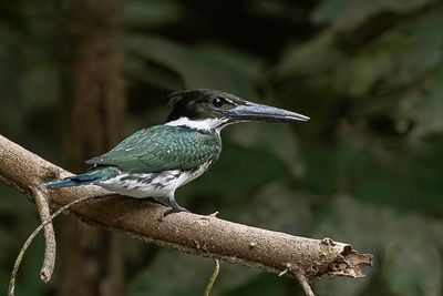 Amazon Kingfisher - Amazoneijsvogel - Martin-pcheur d'Amazonie (f)