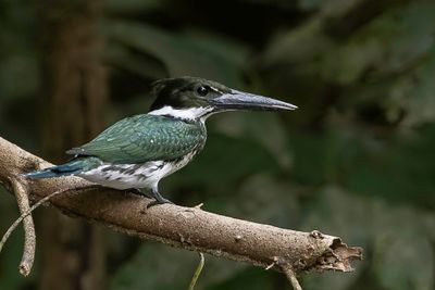 Amazon Kingfisher - Amazoneijsvogel - Martin-pêcheur d'Amazonie (f)