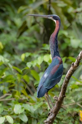 Agami Heron - Agamireiger - Héron agami