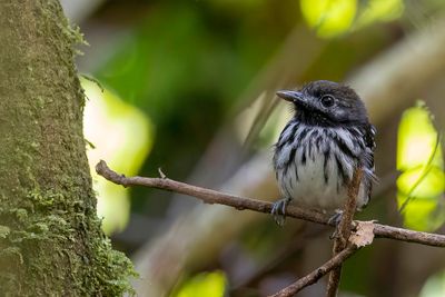 Dot-backed Antbird - Zilvervlekmiervogel - Fourmilier perlé (m)