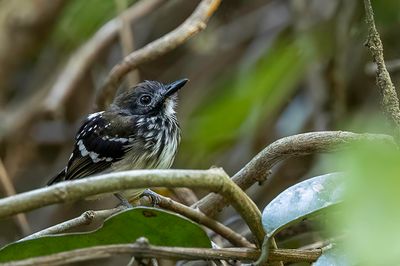Dot-backed Antbird - Zilvervlekmiervogel - Fourmilier perl (f)