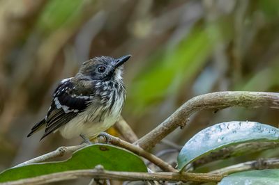 Dot-backed Antbird - Zilvervlekmiervogel - Fourmilier perlé (f)