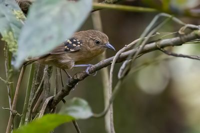 Rufous-tailed Stipplethroat - Roodstaartmiersluiper - Myrmidon à queue rousse (f)