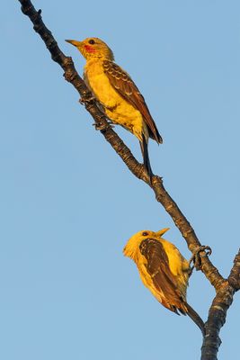 Cream-colored Woodpecker - Strogele Specht - Pic jaune (m+f)