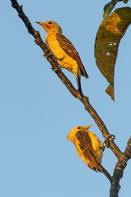 Cream-colored Woodpecker - Strogele Specht - Pic jaune (m+f)