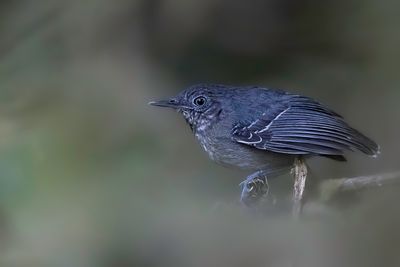 Black-chinned Antbird - Zwartkinmierkruiper - Alapi  menton noir (f)