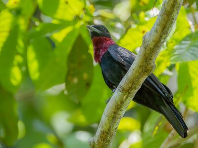 Purple-throated Fruitcrow - Purperkeelvruchtenkraai - Coracine noire