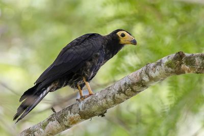 Black Caracara - Zwarte Caracara - Caracara noir