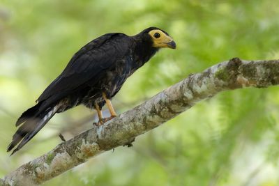 Black Caracara - Zwarte Caracara - Caracara noir