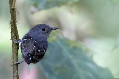 Plain-throated Antwren - Grijsbuikmiersluiper - Myrmidon de Hauxwell (m)