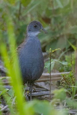 Ash-throated Crake - Witkeelporseleinhoen - Marouette plombée