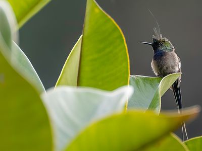 Wire-crested Thorntail - Gekuifde Draadkolibrie - Coquette de Popelaire