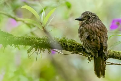 Black-streaked Puffbird - Okerborstbaardkoekoek - Tamatia à gorge fauve