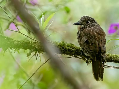 Black-streaked Puffbird - Okerborstbaardkoekoek - Tamatia  gorge fauve