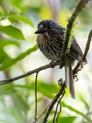 Black-streaked Puffbird - Okerborstbaardkoekoek - Tamatia  gorge fauve