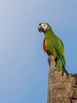 Chestnut-fronted Macaw - Dwergara - Ara vert