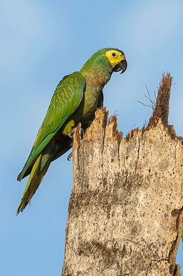 Red-bellied Macaw - Roodbuikara - Ara macavouanne