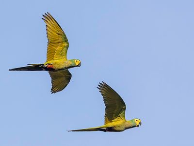 Red-bellied Macaw - Roodbuikara - Ara macavouanne