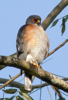 Little sparrowhawk - Oost-Afrikaanse Dwergsperwer - pervier minule
