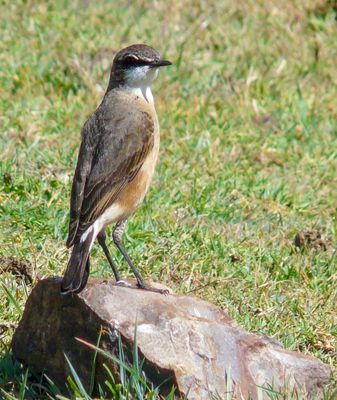 Rusty-breasted Wheatear - Bruinborsttapuit - Traquet à poitrine rousse