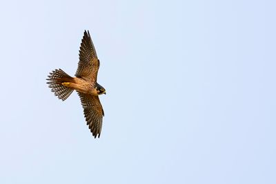 African Hobby - Afrikaanse Boomvalk - Faucon de Cuvier