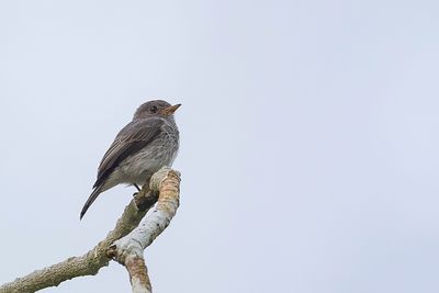 Little Grey Flycatcher - Fantivliegenvanger - Gobemouche cendr