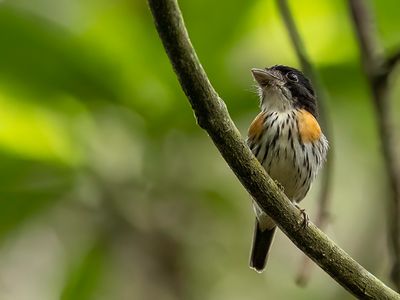 Rufous-sided Broadbill - Roodflankbreedbek - Eurylaime  flancs roux (m)