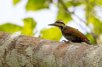 Fire-bellied Woodpecker - Vuurbuikspecht - Chloropicus pyrrhogaster (m)