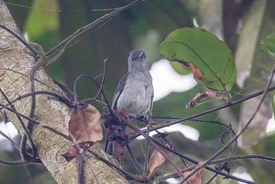 Grey-throated Tit-Flycatcher - Grijskeelvliegenvanger - Gobemouche  gorge grise
