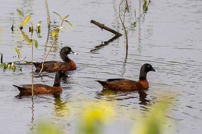 Hartlaub's Duck - Hartlaubs Eend - Canard de Hartlaub