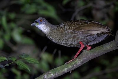 Nkulengu Rail - Nkulengural - Rle  pieds rouges