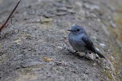 Cassin's Flycatcher - Cassins Vliegenvanger - Gobemouche de Cassin