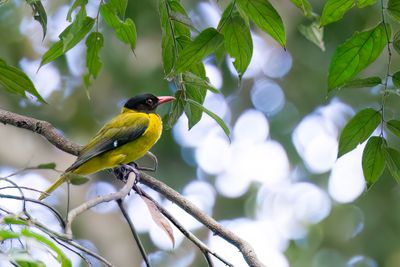 Western Oriole - Blauwvleugelwielewaal - Loriot  tte noire