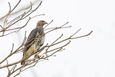 Red-necked Buzzard - Afrikaanse Roodstaartbuizerd - Buse d'Afrique