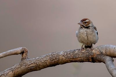 Chestnut-crowned Sparrow-Weaver - Roestwangwever - Mahali  calotte marron