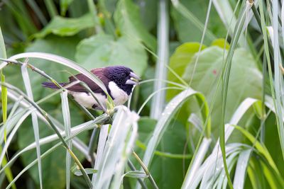 Magpie Mannikin - Reuzenekstertje - Capucin pie