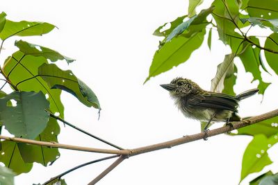 Speckled Tinkerbird - Gespikkelde Ketellapper - Barbion grivel