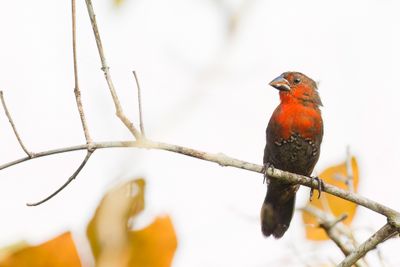 Western Bluebill - Roodborstblauwsnavel - Sénégali sanguin (imm f)