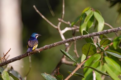 Violet-tailed Sunbird - Violetstaarthoningzuiger - Souimanga  queue violette (f)