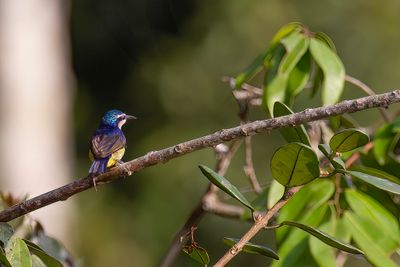 Violet-tailed Sunbird - Violetstaarthoningzuiger - Souimanga à queue violette (f)