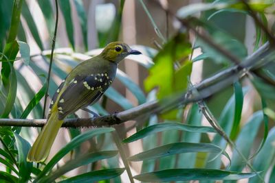 Western Nicator - Grijskeelnicator - Bulbul nicator